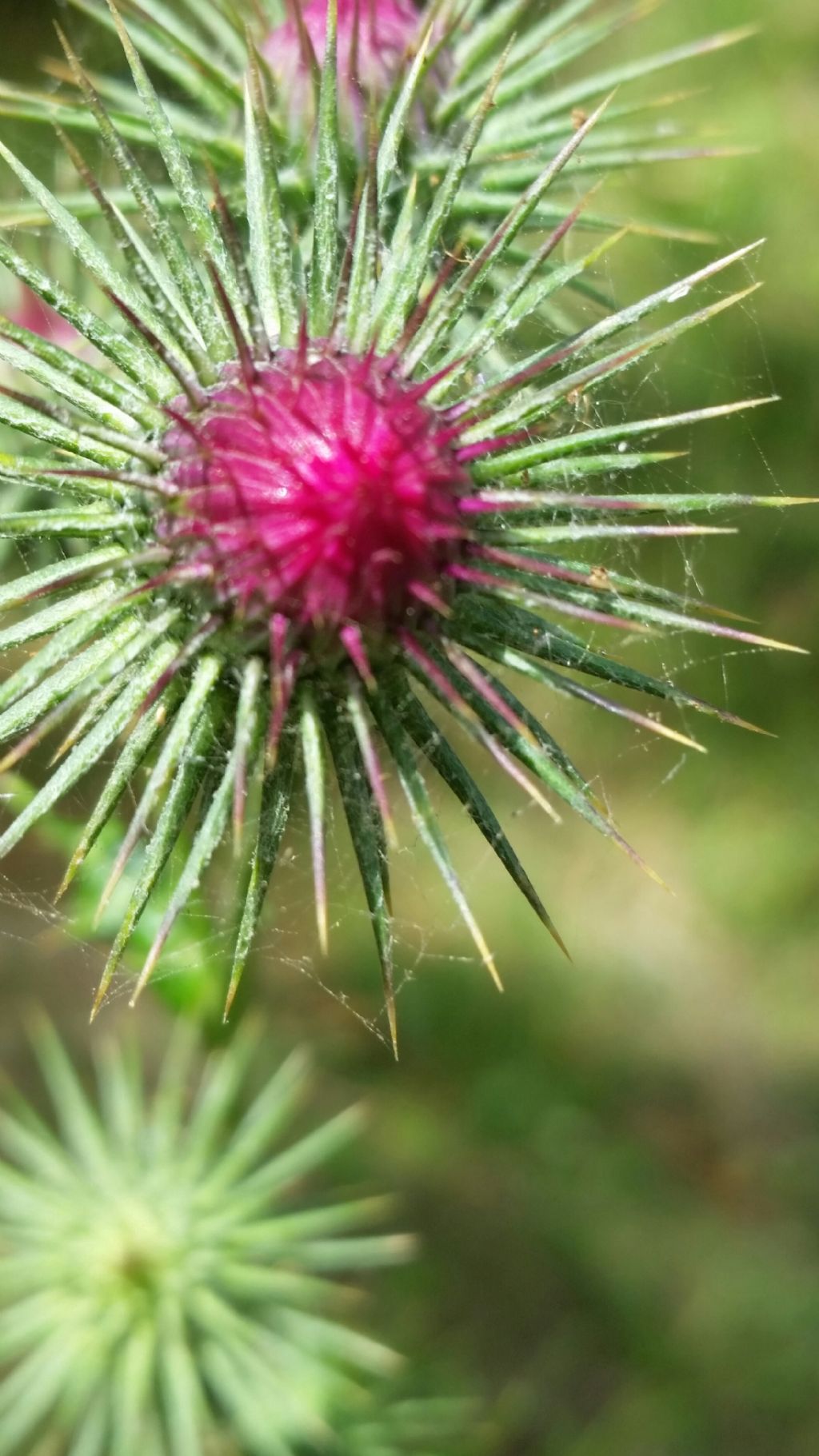Ptilostemon strictus / Cardo stretto